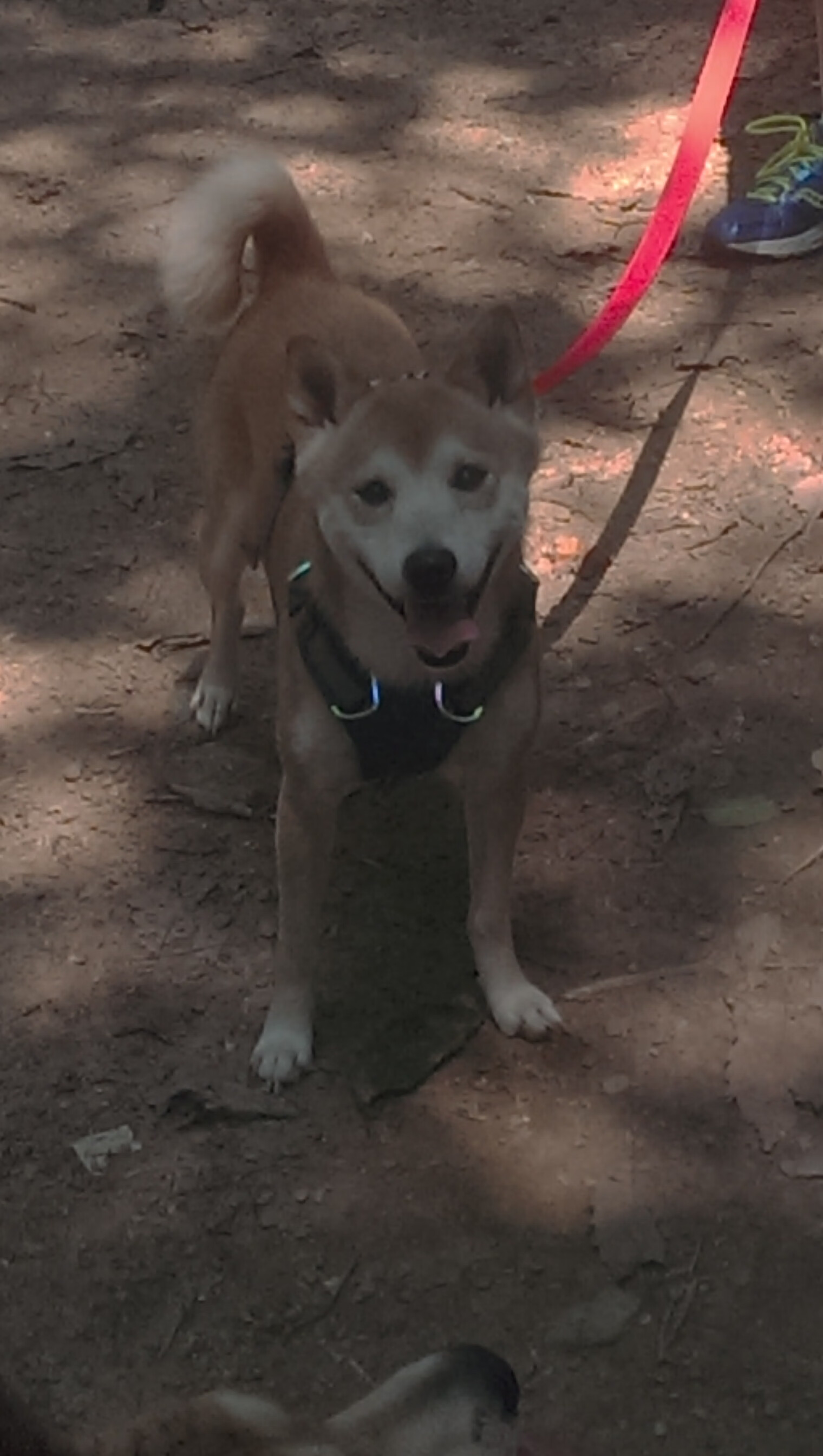 哈兰德单骑攻陷巴伐利亚，瑞士草根足球的精密胜利