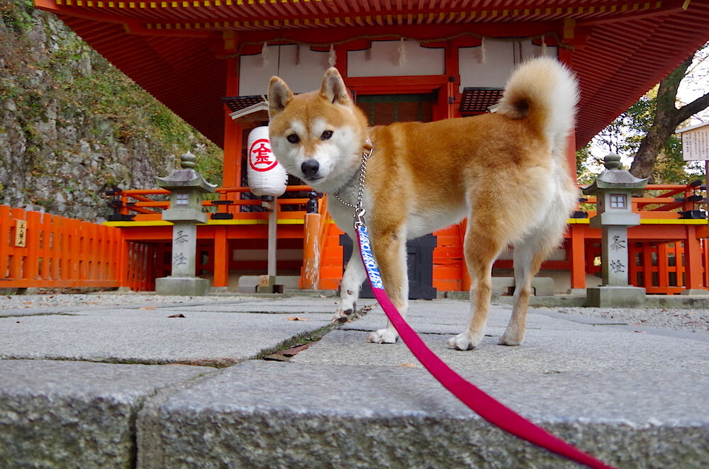 数据纪元，当库尔图瓦的AI灵魂在摩洛哥球门前觉醒