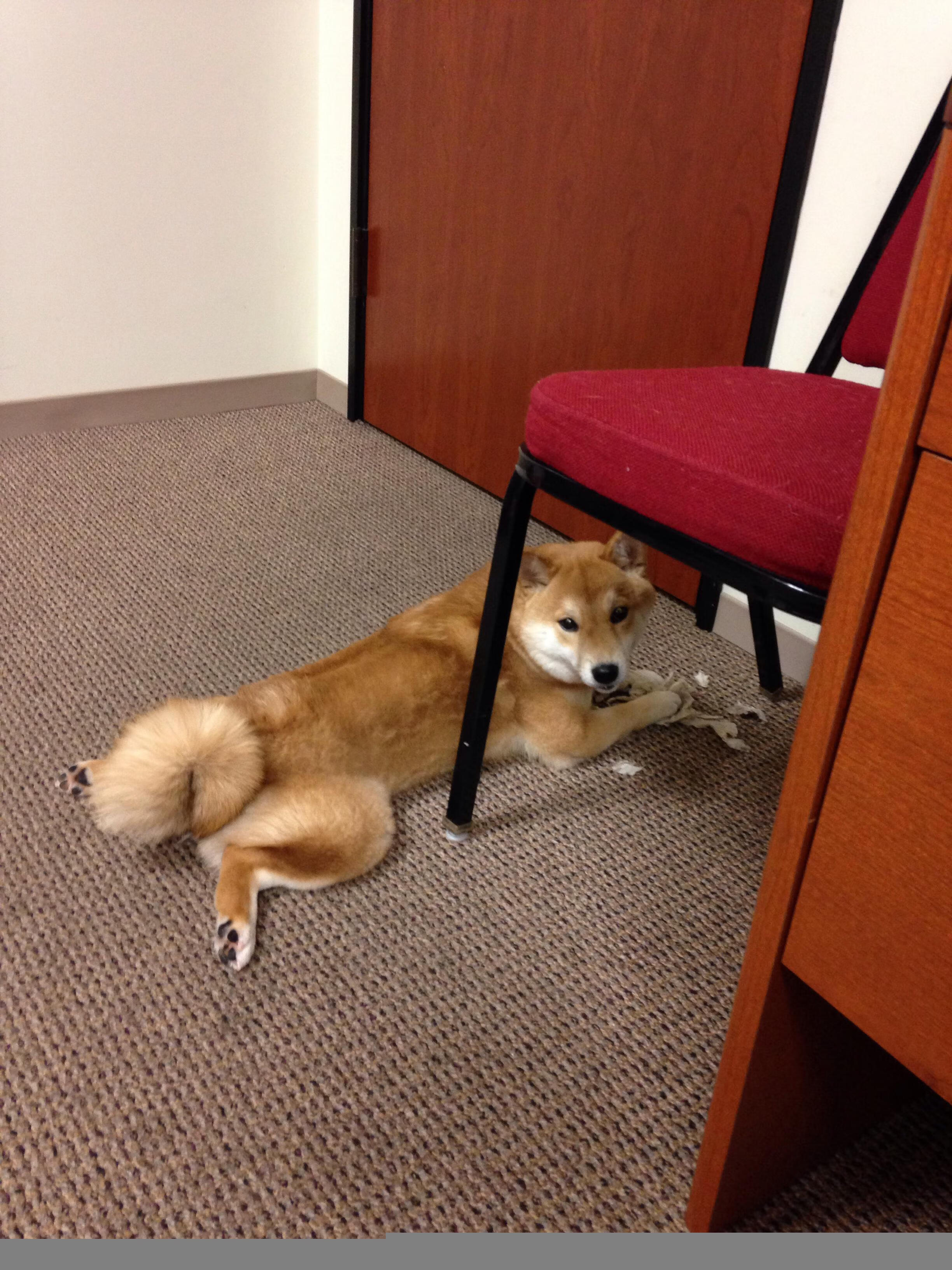 突尼斯之力，门迪的锋刃如何刺穿勒沃库森的防线